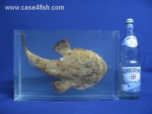 Foto Galerie/Lophiiformes/Lophius piscatorius/Lophius piscatorius_04_S.jpg